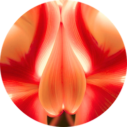Close-up of red and cream tulip petals forming a circular frame around the center