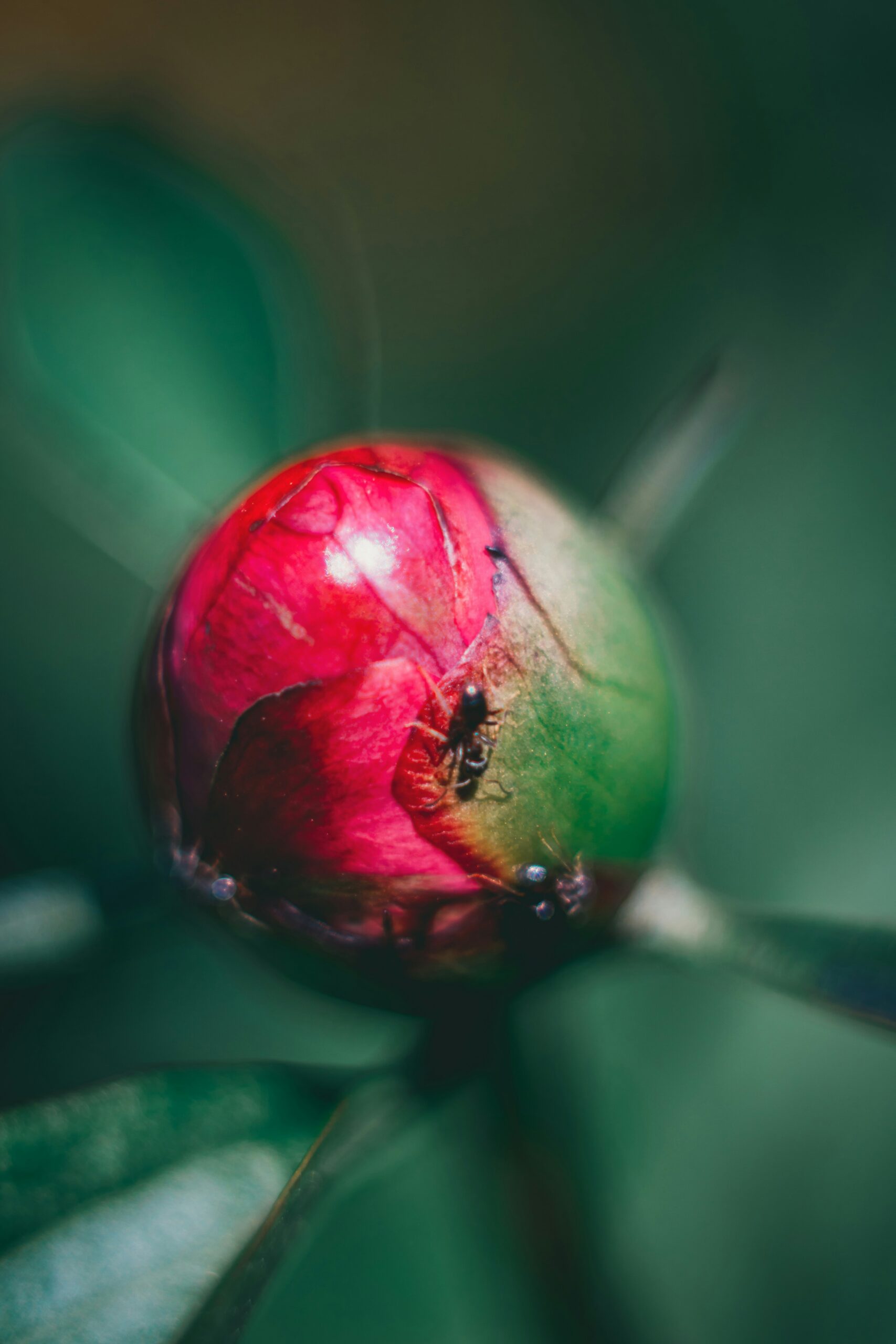 Close-up of a pink-red flower bud with a soft green background.